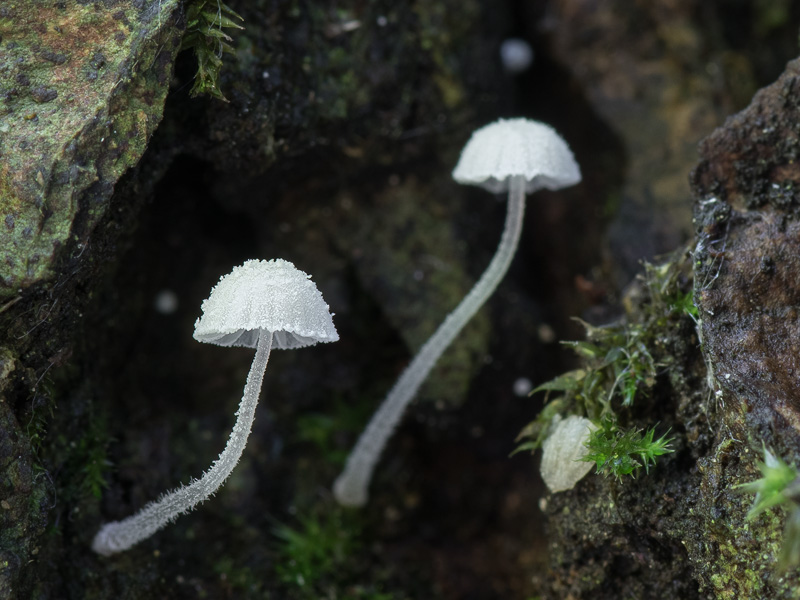 Mycena corynephora